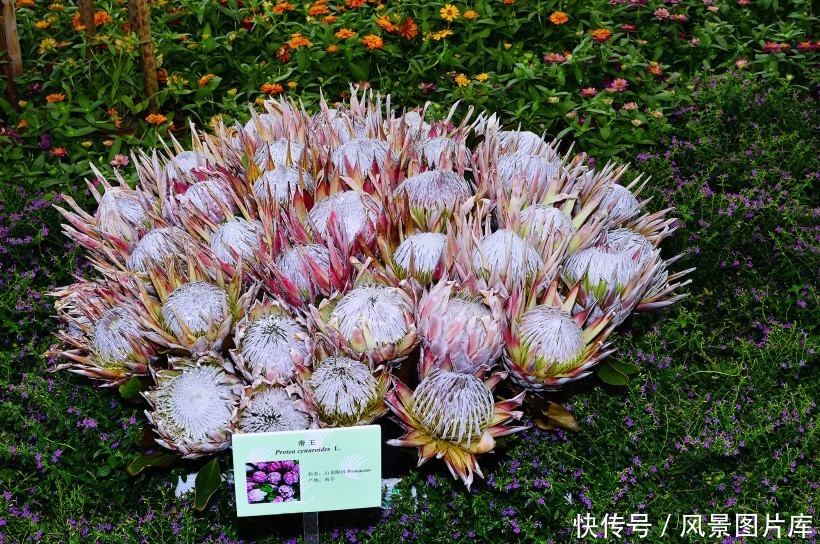 全世界最富贵华丽普蒂亚花，帝王花图片欣赏