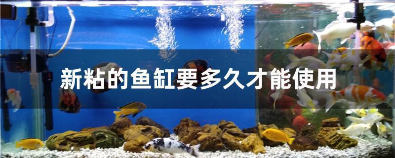 廣州花鳥市場金龍魚價格多少（廣州花鳥市場金龍魚價格多少錢一條）