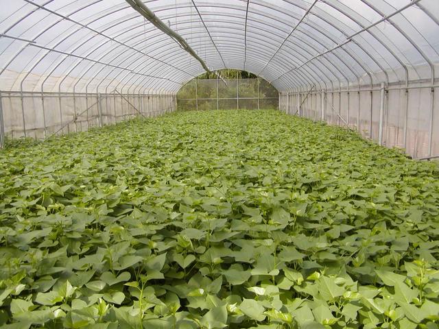 小小红薯叶隐藏大商机,种植户的红薯叶致富路