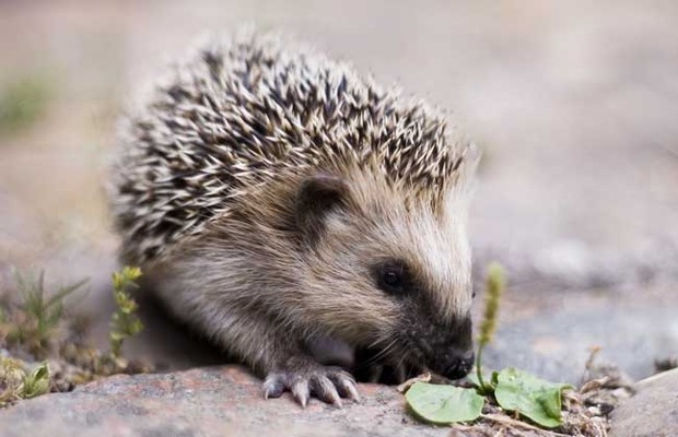 刺猬的养殖前景_360问答