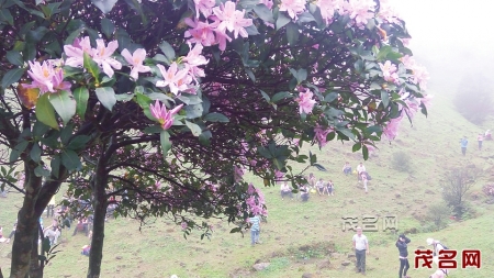 信宜鸡笼顶杜鹃花海即将再现 本月下旬至\"五一\"为最佳赏花期