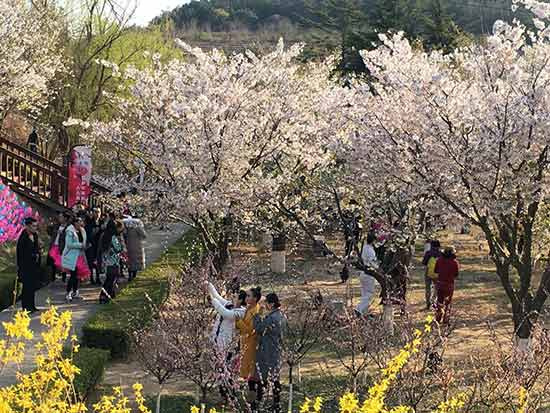 大连(旅顺)国际樱花节樱花盛开浪漫迎宾