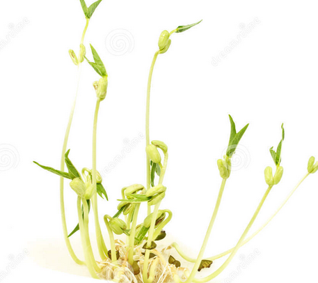 谁有绿豆发芽全过程的照片_360问答