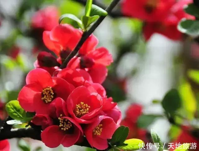 桃花杏花樱花梨花李花海棠花,辨别春季百花的