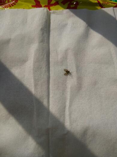 这是什么虫?是臭虫吗?这个虫子很小很小的,棕
