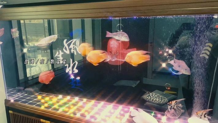 濾材魚(yú)缸凈水器（濾材魚(yú)缸凈水器怎么用）