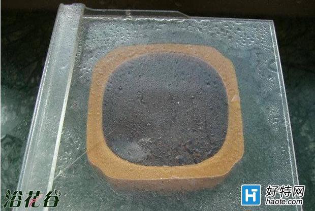 仙人球种子怎么种_360问答