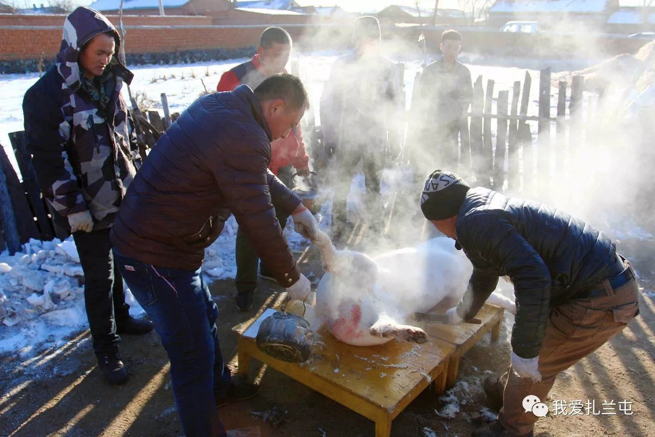 东北农村杀年猪,永远不变的乡俗!