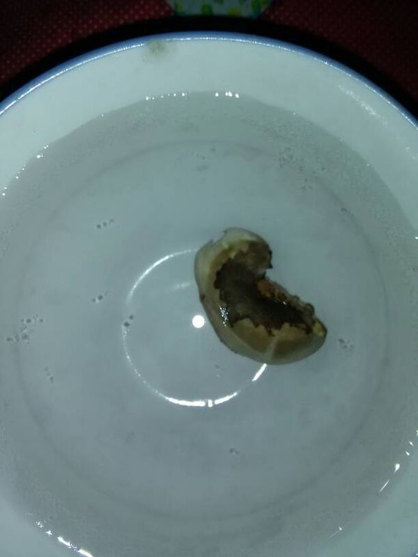 泡芒果种子换水的频率是怎样的?_360问答