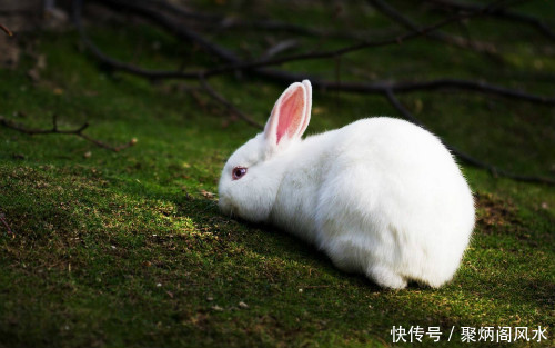 新年到,快来看看2018流年生肖精准运势吧!第一期