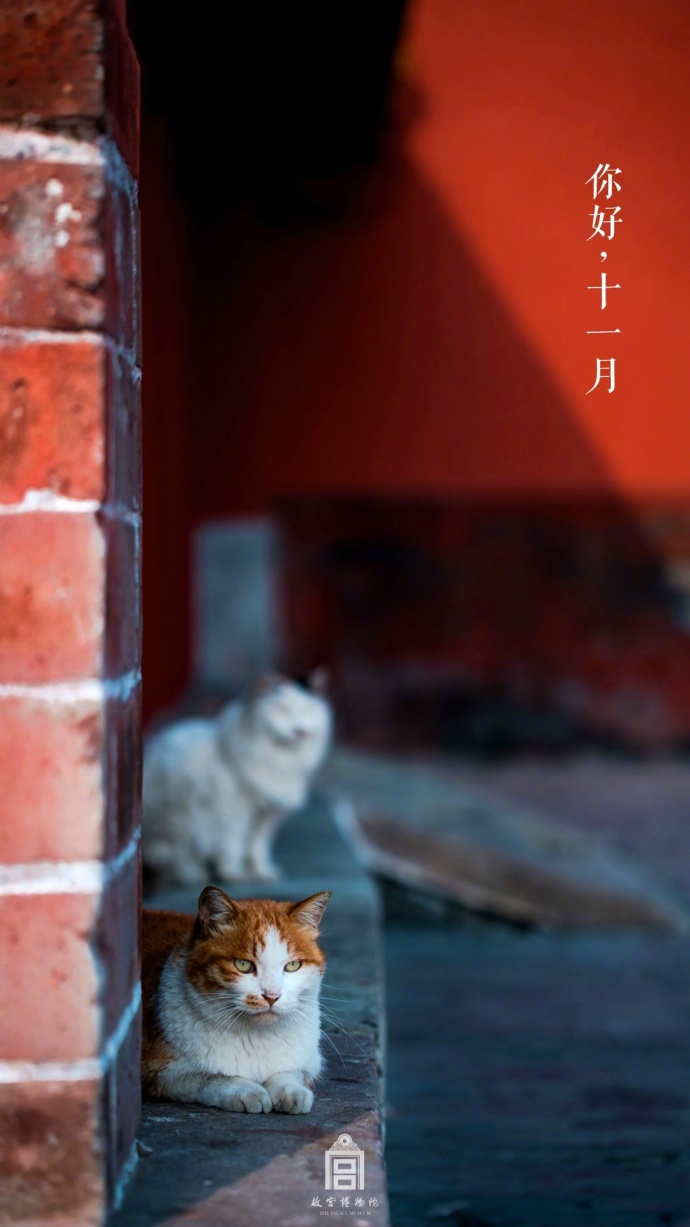 据说现在去故宫不是为了看文物而是为了吸猫