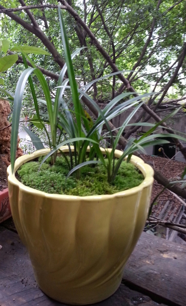 野生兰花怎么养?需要注意哪些问题?