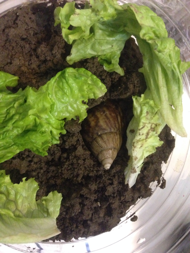 刚买不久的蜗牛,土养。一直不怎么吃东西,现在