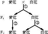 (2011?盐城一模)南瓜的花色由一对等位基因控