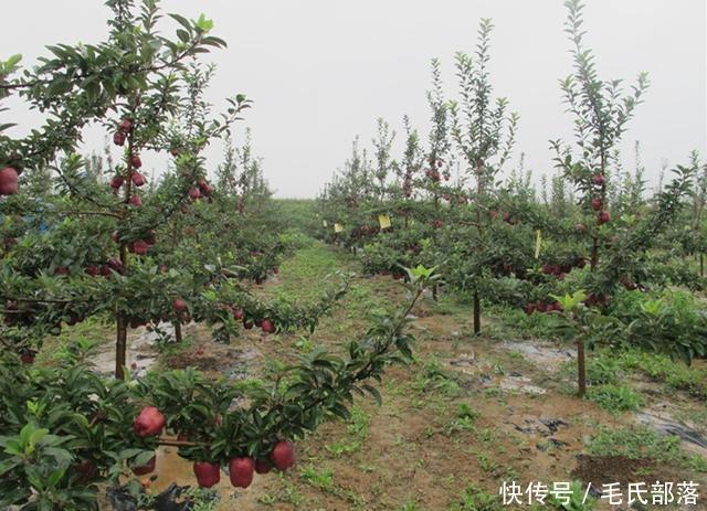 苹果树栽培技术｜现代苹果园“三节”栽培技术研究