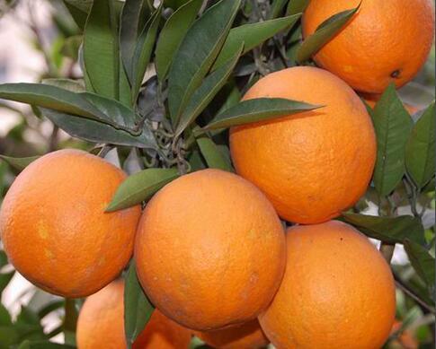 橙子树柚子树在山东地区可以种植吗?_360问答