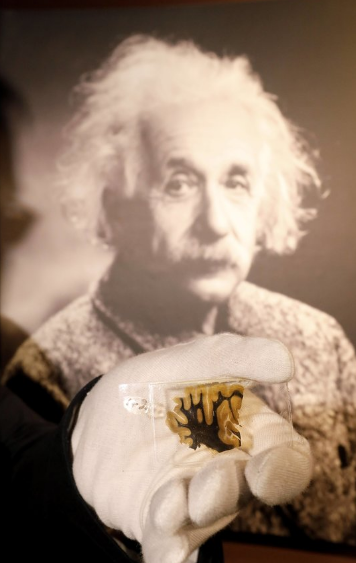 爱因斯坦大脑部分切片在德国展出