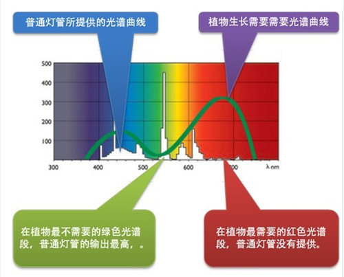 灯光可不可以让多肉植物进行光合作用_360问