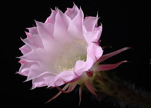 优<em>昙花</em>_360百科