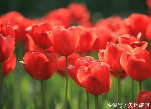 花卉摄影:醉人郁金香