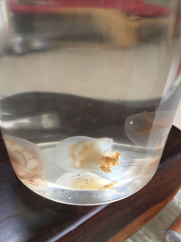 前天买的赤月水母,这两天买回来都没有换水,它