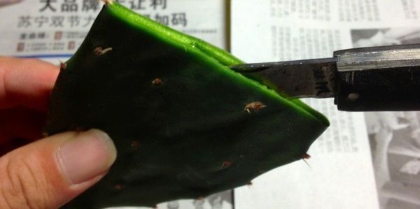 蟹爪兰的嫁接技术_360问答