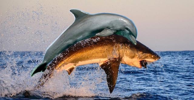 海中霸主鲨鱼,为什么会怕小小的海豚?