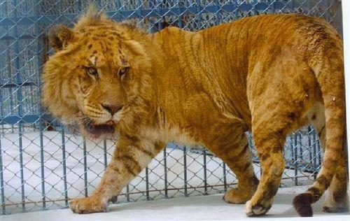饲养员把雄狮和母老虎关在一起,四个月后,诞生了狮虎兽