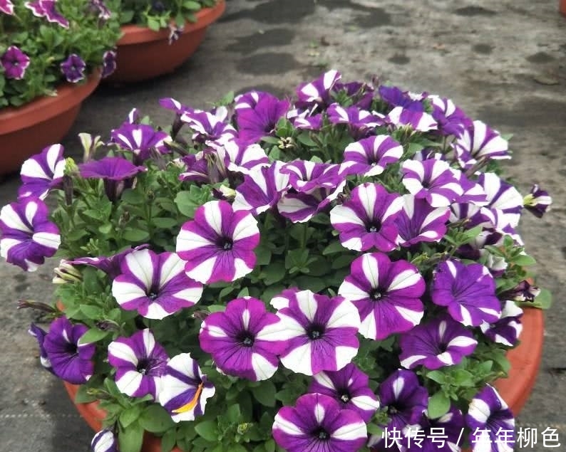 盆栽花卉怎么养才能开花多 t0185c10bad87dca8b2.jpg