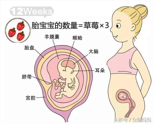 孕期麻麻|孕12周胎儿发育和妈妈变化