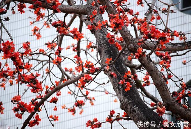 心理测试:哪一棵木棉树最漂亮测试你在什么时候会变得富有! 皇冠国际hg16