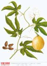 栝蒌