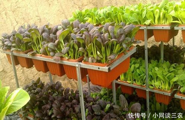 职场女回村种盆栽蔬菜赚钱,10天卖了八千盆