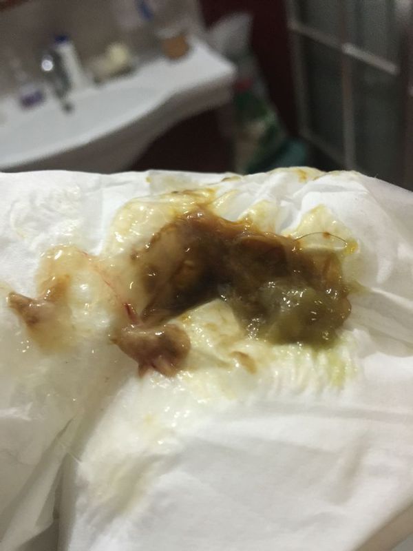 我家这个金毛,每天早晨我给他吃一袋妈咪爱调