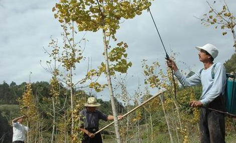 树木赔偿标准价格表