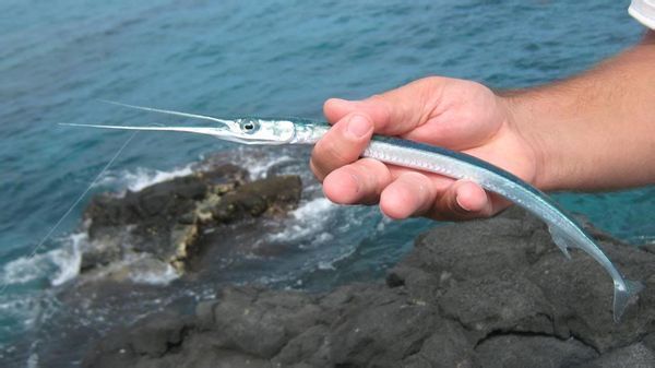 和带鱼差不多嘴尖尖的什么鱼_360问答