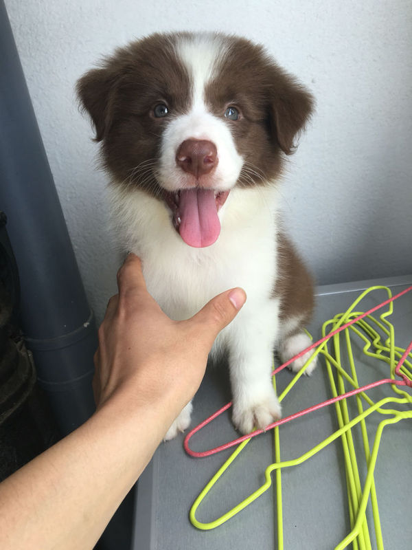 看看,这是我刚买的边牧,卖家说双血统,有出生纸