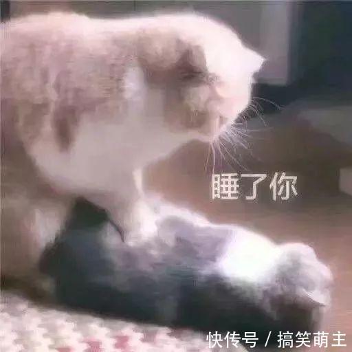 卖萌表情表情:你这个小可爱,电你喔熊猫猫咪图v表情图片