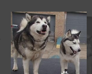 阿拉斯加雪橇犬和哈士奇的幼犬如何分辨?_36