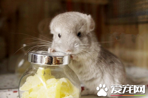 龙猫如何洗澡 妙用两招教会小龙猫洗澡澡_360