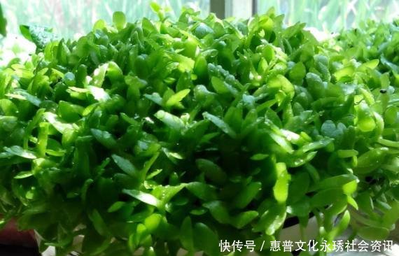 老妈在家盆栽火龙果,没过多久长出清新小盆栽