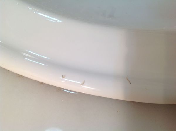 请问这种在洗手盆周围爬出的白色细小的虫子 