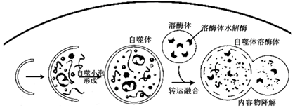 细胞自噬是真核生物细胞内普遍存在的一种自稳机制,它通过溶酶体途径