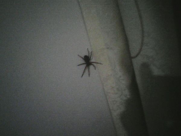 房间里发现里一只蜘蛛,但不知道有没有毒,求懂