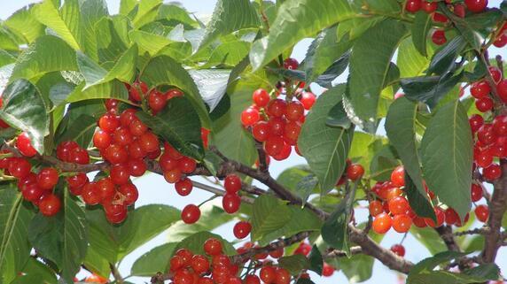 湖南郴州宜章可以种植樱桃吗_360问答