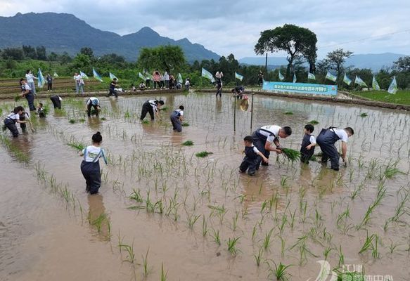 鱼缸改斗鱼缸（鱼缸改斗鱼缸怎么改）