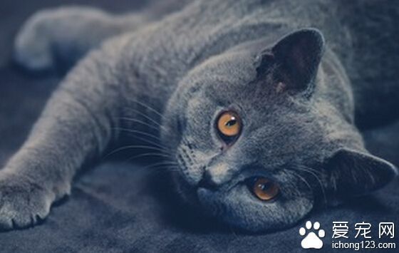 英国短毛猫怎么养 猫都容易喜新厌旧_360问答