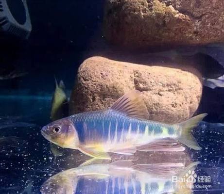 天津哪里粘鱼缸最好用（天津哪里粘鱼缸最好用的） 祥龙水族医院