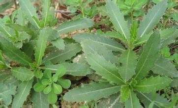 请问,这是啥野菜?_360问答
