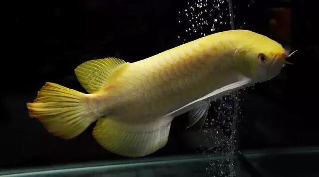 江陰市祝塘聚龍閣水族館（江陰市祝塘聚龍閣水族館電話）